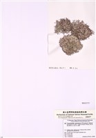 藏品(絲擬藻)的圖片